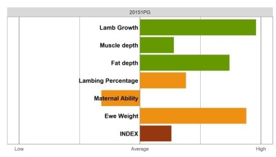 Aberfield Ram - Select Grade