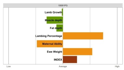 Aberfield Ram - Select Grade