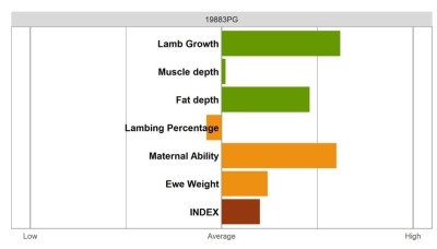 Aberfield Ram - Select Grade