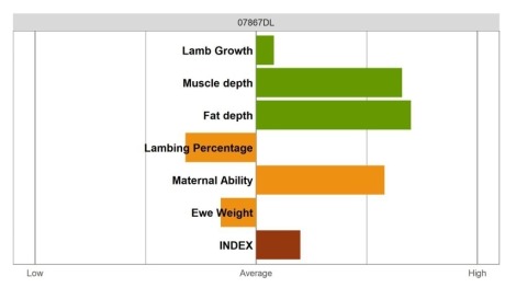 Aberfield Ram - Select Grade