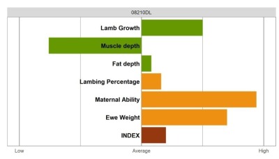 Aberfield Ram - Select Grade