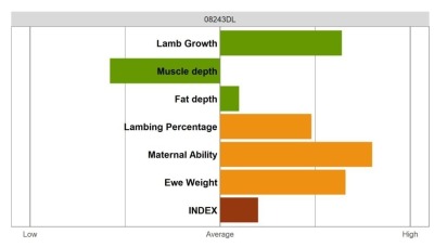 Aberfield Ram - Select Grade