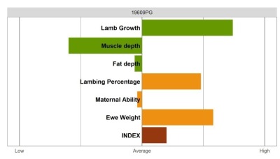 Aberfield Ram - Select Grade