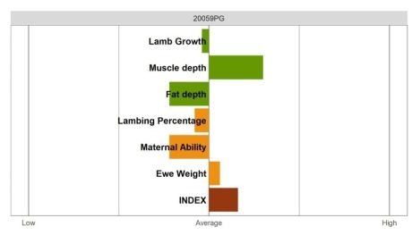 Aberfield Ram - Select Grade