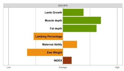 Aberfield Ram - Select Grade
