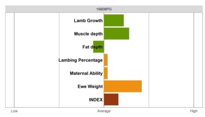 Aberfield Ram - Select Grade