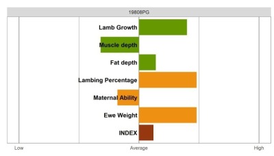 Aberfield Ram - Select Grade