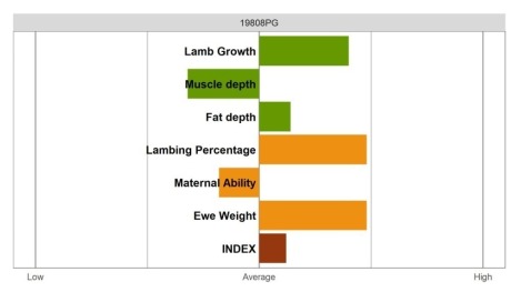 Aberfield Ram - Select Grade