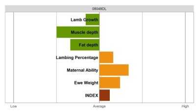 Aberfield Ram - Select Grade