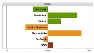 Aberfield Ram - Select Grade