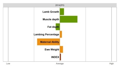 Aberfield Ram - Select Grade