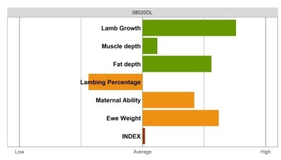 Aberfield Ram - Select Grade