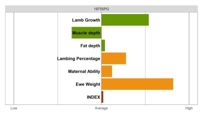 Aberfield Ram - Select Grade