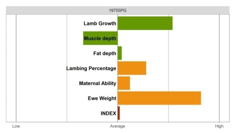 Aberfield Ram - Select Grade