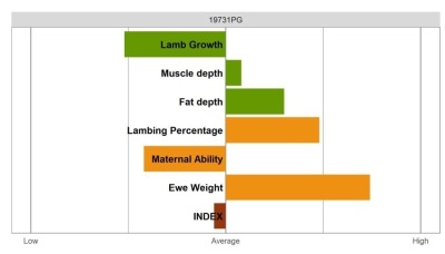Aberfield Ram - Commercial Grade