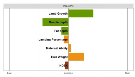 Aberfield Ram - Commercial Grade