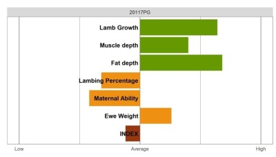 Aberfield Ram - Commercial Grade