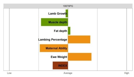 Aberfield Ram - Commercial Grade