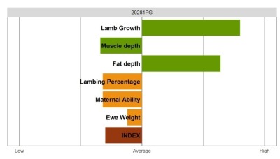 Aberfield Ram - Commercial Grade