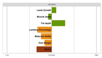 Aberfield Ram - Commercial Grade