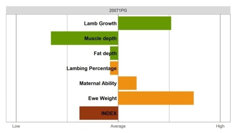 Aberfield Ram - Commercial Grade