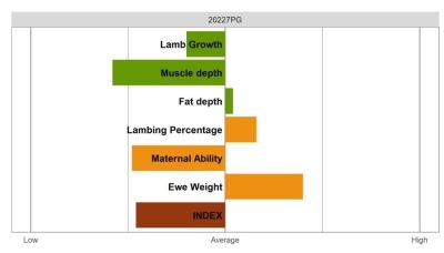 Aberfield Ram - Commercial Grade