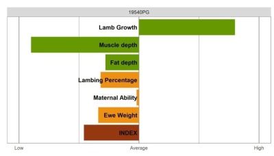 Aberfield Ram - Commercial Grade