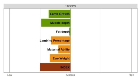 Aberfield Ram - Commercial Grade