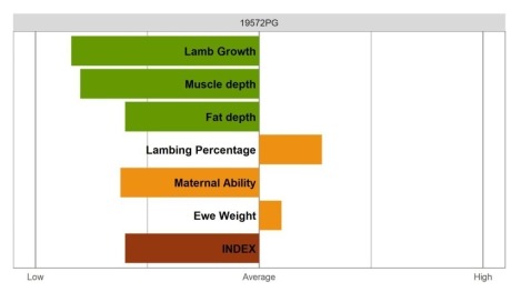 Aberfield Ram - Commercial Grade