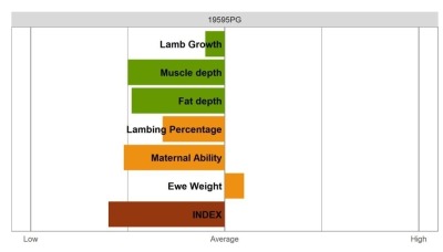 Aberfield Ram - Commercial Grade