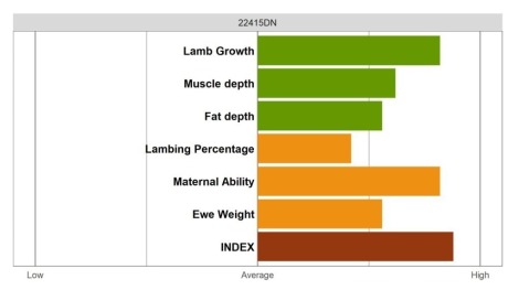 Aberfield SR Ram - Elite Grade