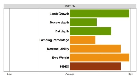 Aberfield SR Ram - Elite Grade