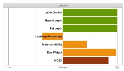 Aberfield SR Ram - Elite Grade