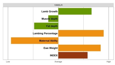 Aberfield SR Ram - Elite Grade