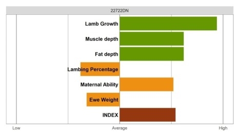 Aberfield SR Ram - Elite Grade