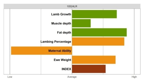 Aberfield SR Ram - Elite Grade