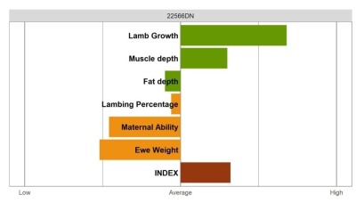 Aberfield SR Ram - Select Grade