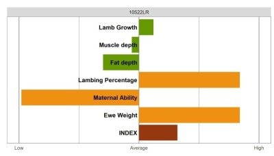 Aberfield SR Ram - Select Grade