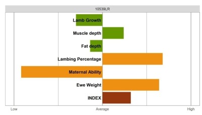 Aberfield SR Ram - Select Grade