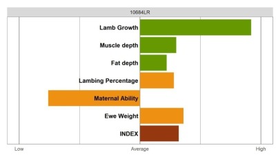 Aberfield SR Ram - Select Grade