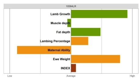 Aberfield SR Ram - Select Grade