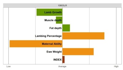 Aberfield SR Ram - Commercial Grade