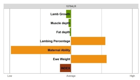 Aberfield SR Ram - Commercial Grade