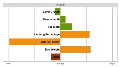 Aberfield SR Ram - Commercial Grade