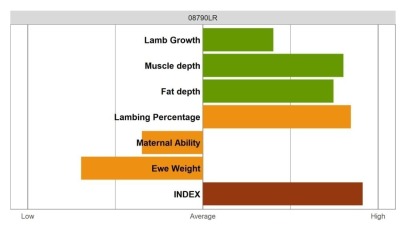 Aberfield SR Ram - Wool Shedding - Elite Grade