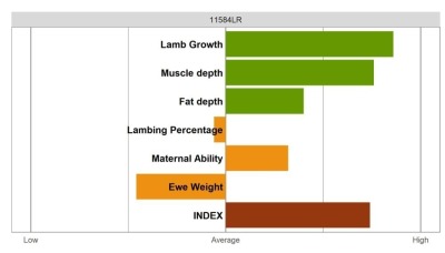 Aberfield SR Ram - Wool Shedding - Elite Grade