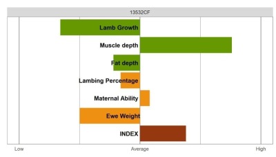 Highlander Ram - Select Grade