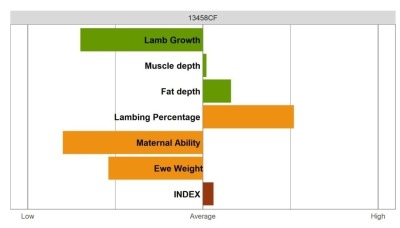 Highlander Ram - Select Grade