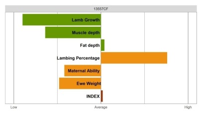 Highlander Ram - Select Grade