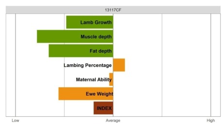 Highlander Ram - Commercial Grade